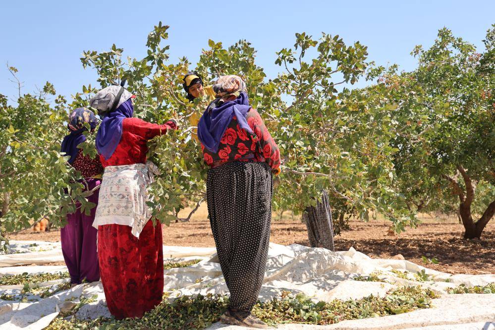 Diyarbakır fıstığı Antep ve Siirt’e rakip oldu: Hasat başladı 4