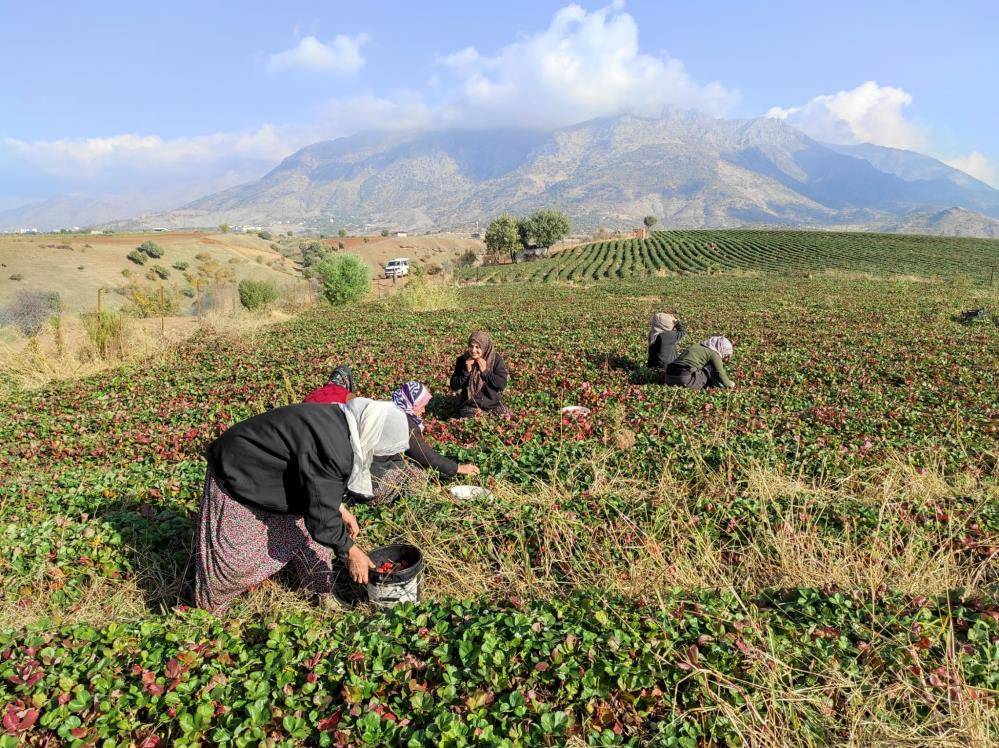 Sason organik çileğinde yılın son hasadı başladı 1