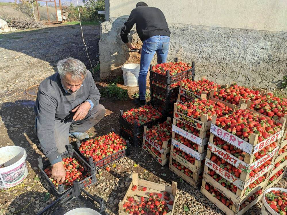 Sason organik çileğinde yılın son hasadı başladı 4