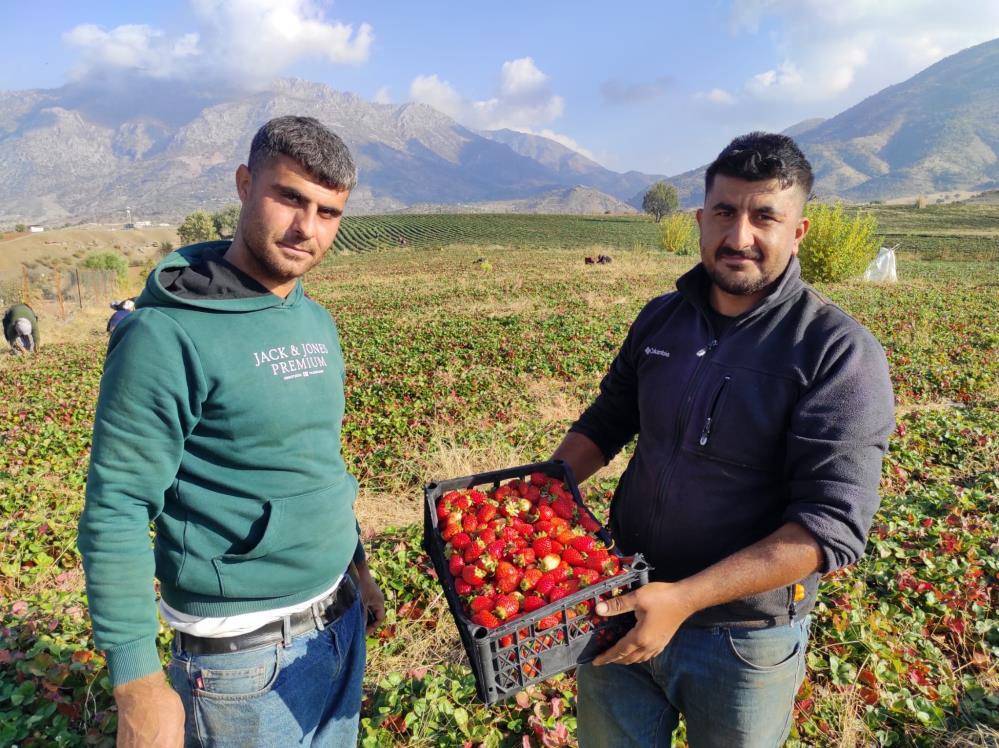 Sason organik çileğinde yılın son hasadı başladı 2