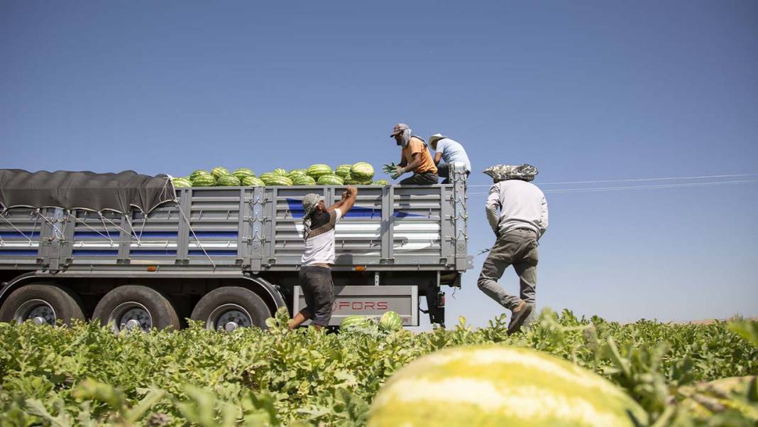 Diyarbakır karpuzunun hasadından renkli görüntüler 5