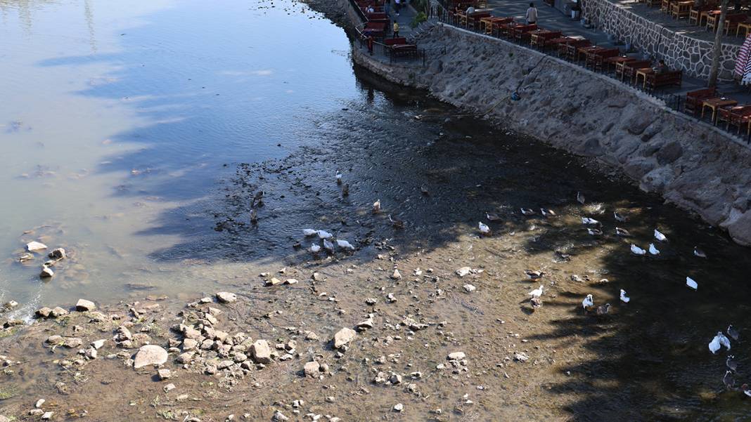 Dicle Nehri’nde balık ölümleri: Bazı türler yok oldu 2
