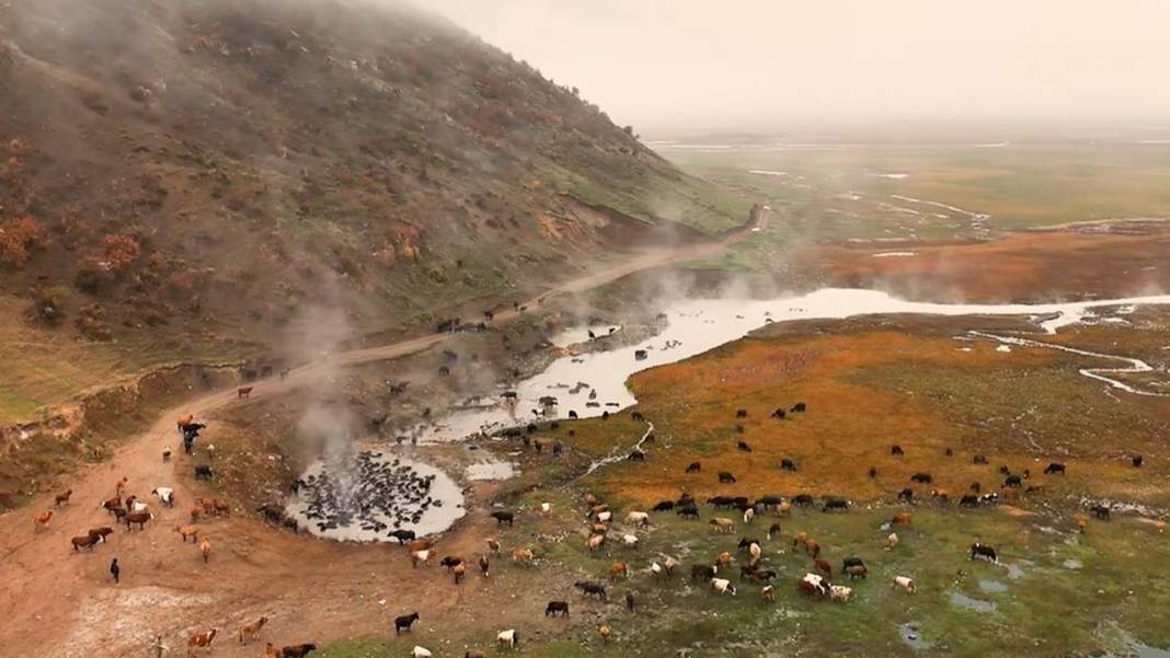 Bitlis’te mandaların kaplıca keyfi havadan görüntülendi 5