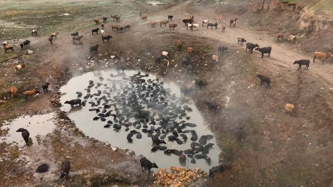 Bitlis’te mandaların kaplıca keyfi havadan görüntülendi 4