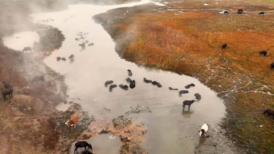 Bitlis’te mandaların kaplıca keyfi havadan görüntülendi 3