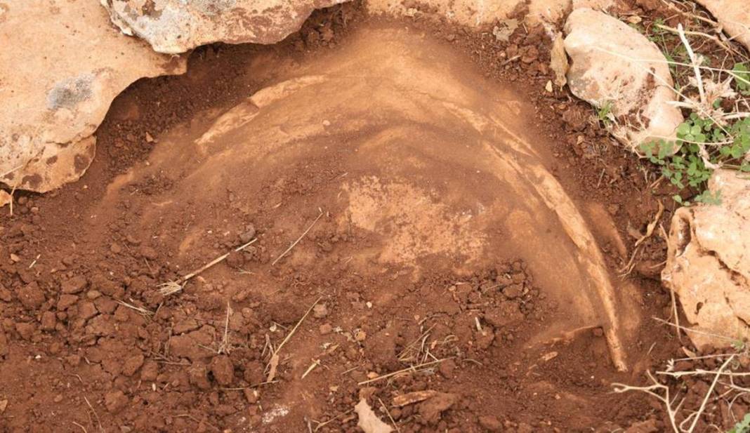 Diyarbakır'da yüz milyonlarca yıllık fosiller bulundu 5