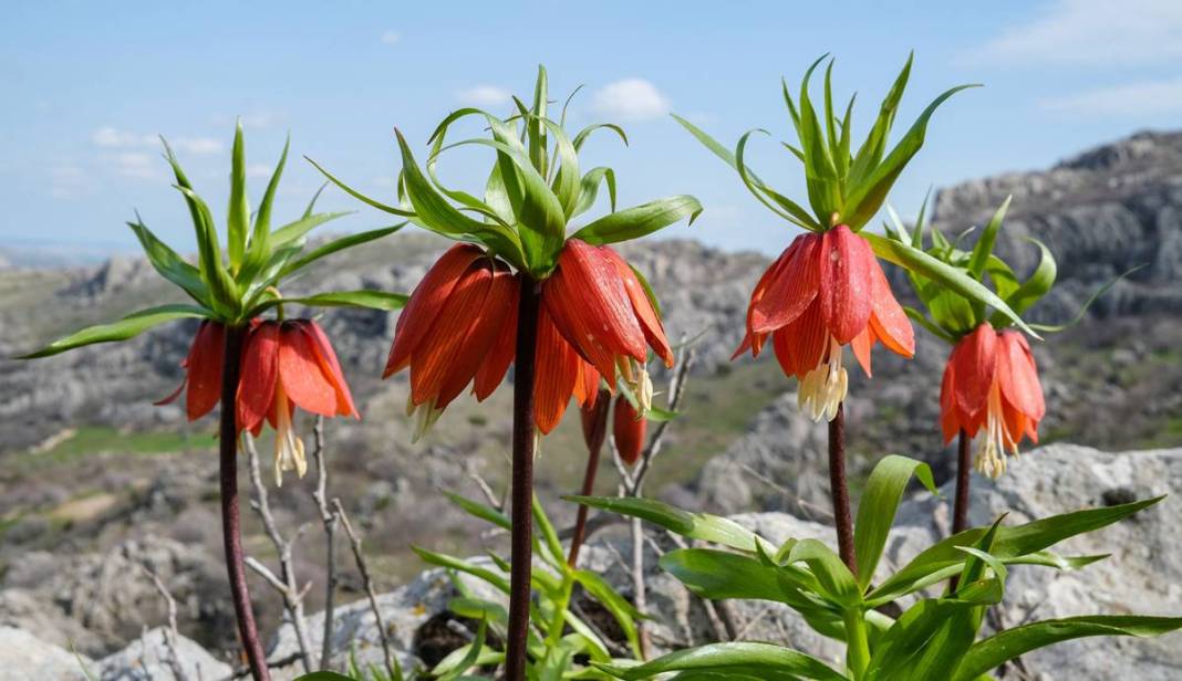 Diyarbakır Sakız Dağı’nda ters lale şöleni 1
