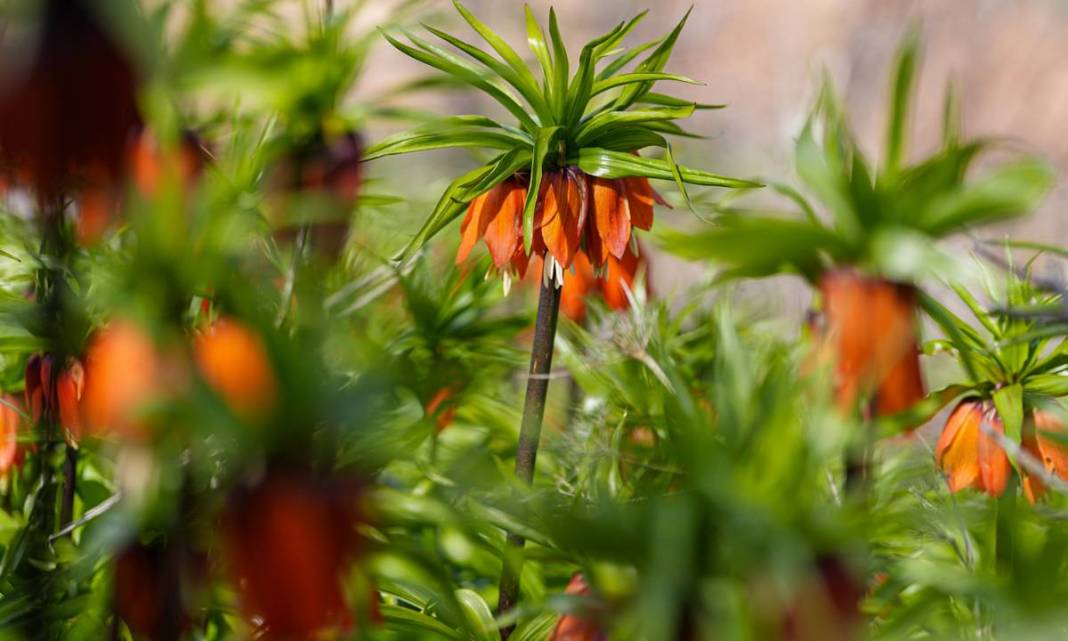 Diyarbakır Sakız Dağı’nda ters lale şöleni 7