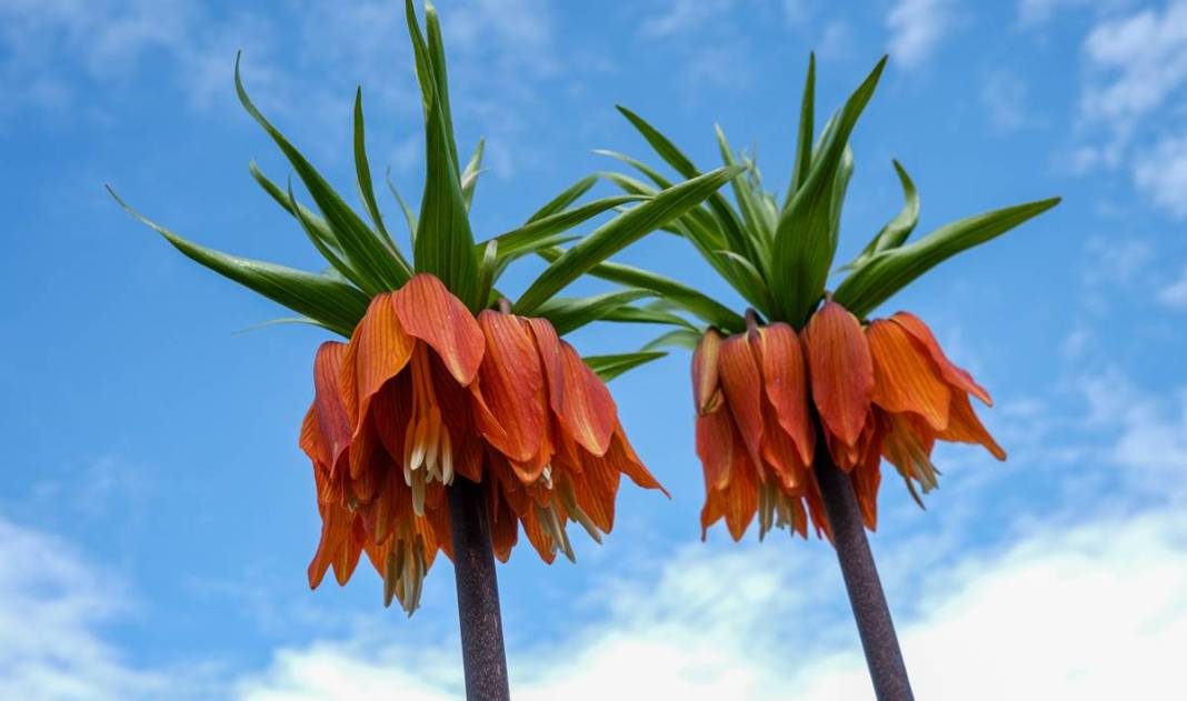 Diyarbakır Sakız Dağı’nda ters lale şöleni 5