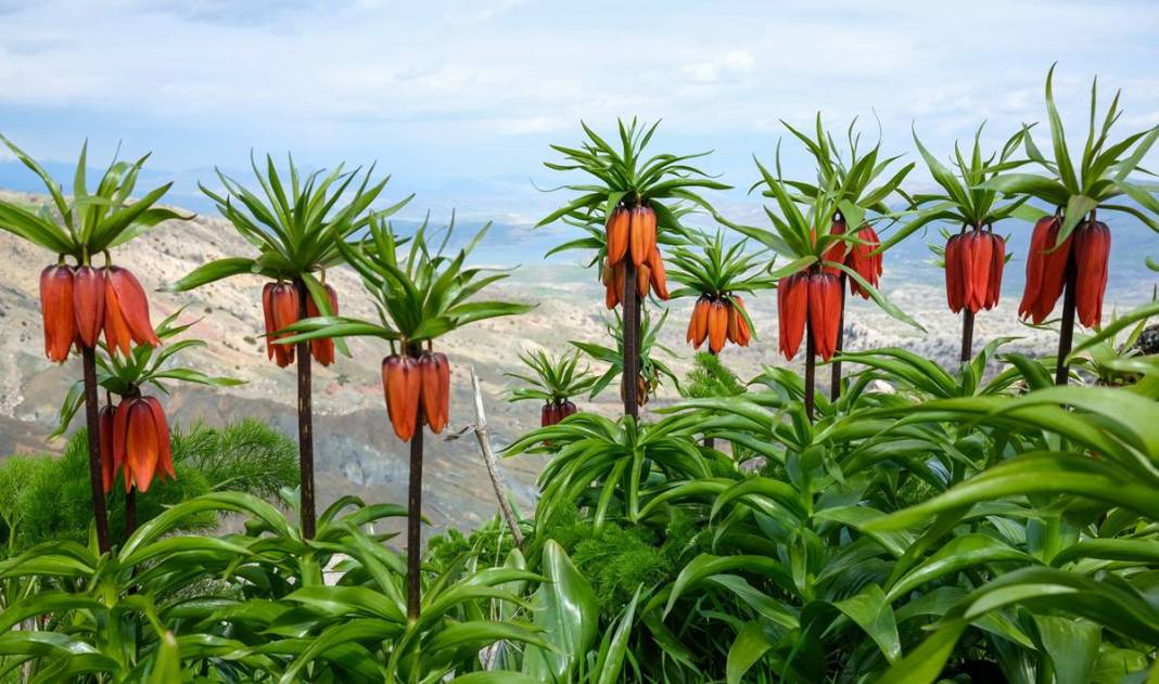 Diyarbakır Sakız Dağı’nda ters lale şöleni 6