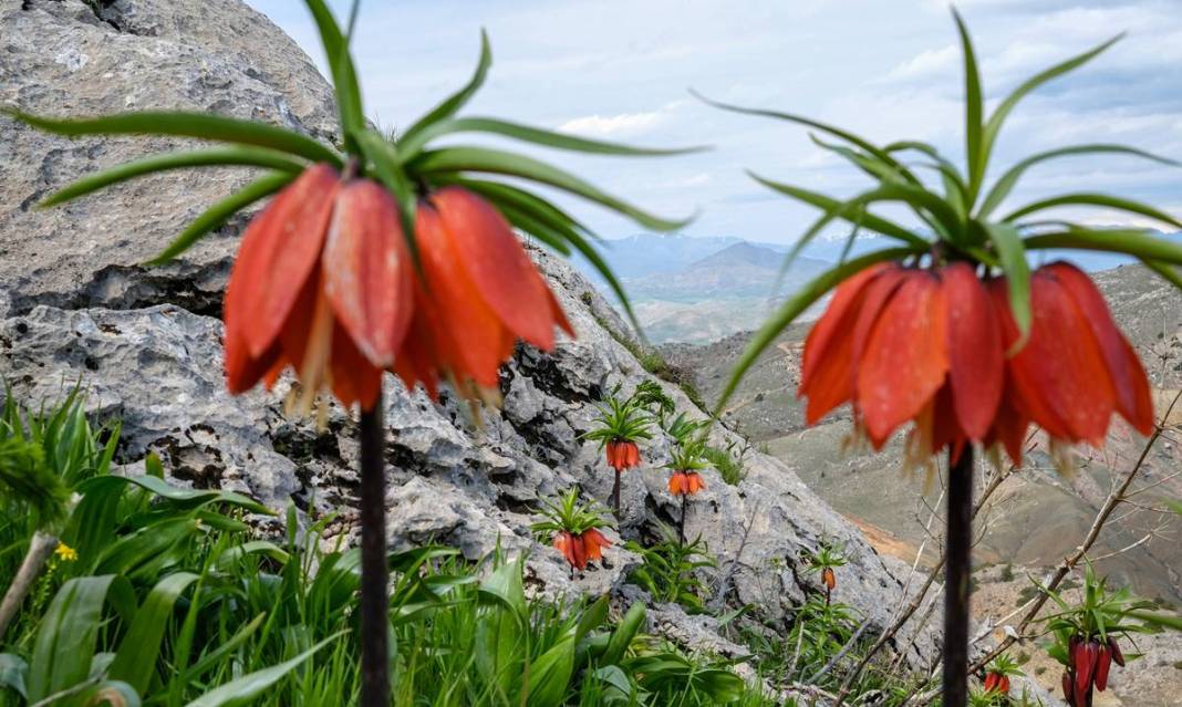 Diyarbakır Sakız Dağı’nda ters lale şöleni 4
