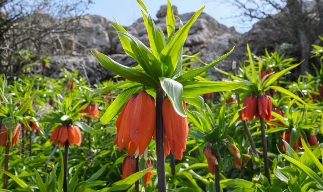Diyarbakır Sakız Dağı’nda ters lale şöleni 3