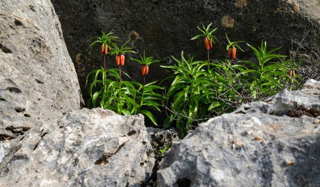 Diyarbakır Sakız Dağı’nda ters lale şöleni 2