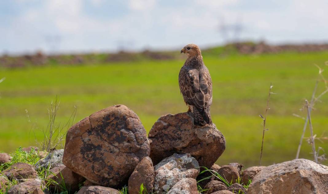 Yırtıcı bilinen masum kuşlar Dicle’yi mesken tuttu 9