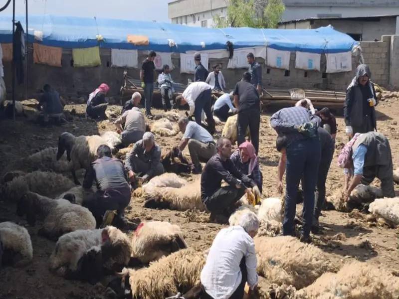 Cudi’de göçerlerin koyun kırkma sezonu başladı 1