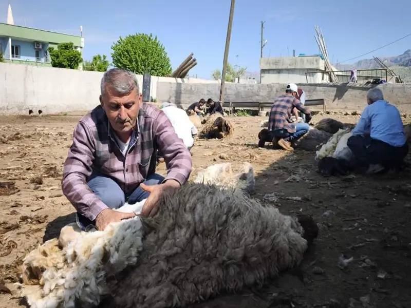 Cudi’de göçerlerin koyun kırkma sezonu başladı 5
