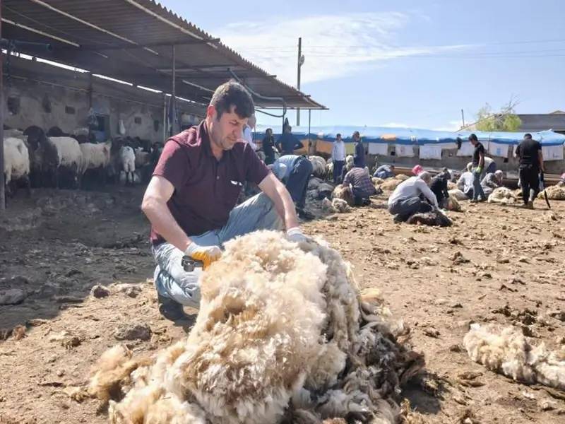 Cudi’de göçerlerin koyun kırkma sezonu başladı 4
