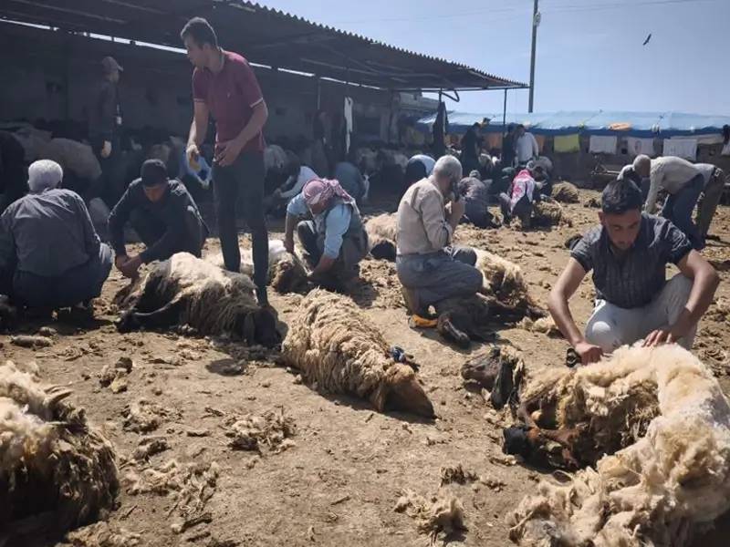 Cudi’de göçerlerin koyun kırkma sezonu başladı 6