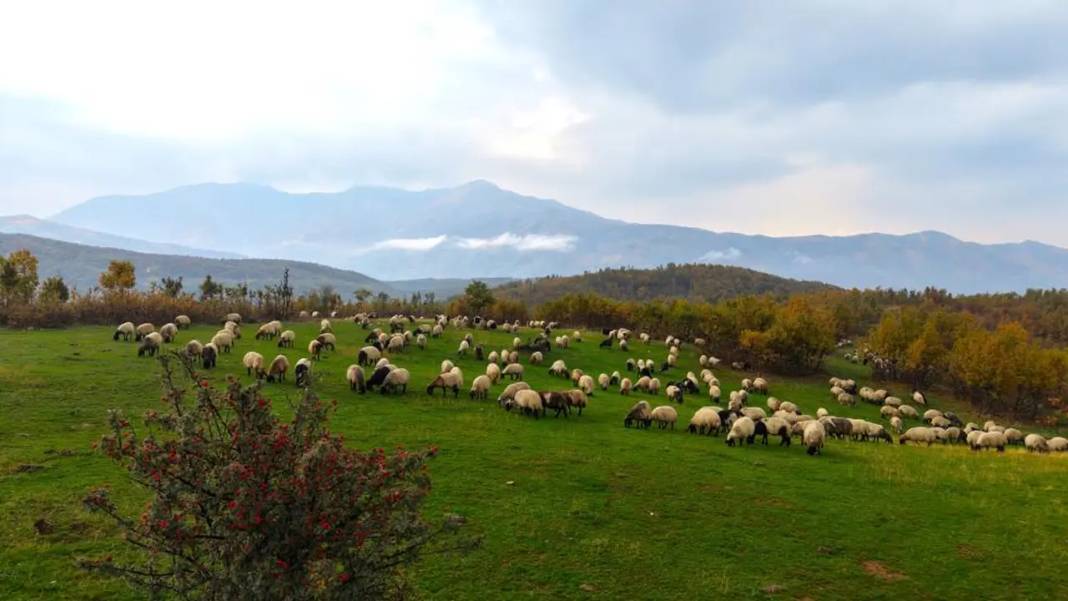 Göçerlerin zorlu kış göçü başladı: Rota Diyarbakır 1