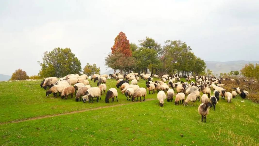 Göçerlerin zorlu kış göçü başladı: Rota Diyarbakır 7
