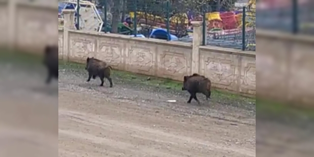 Diyarbakır’daki yoğun sis domuzlara yolunu şaşırttı!