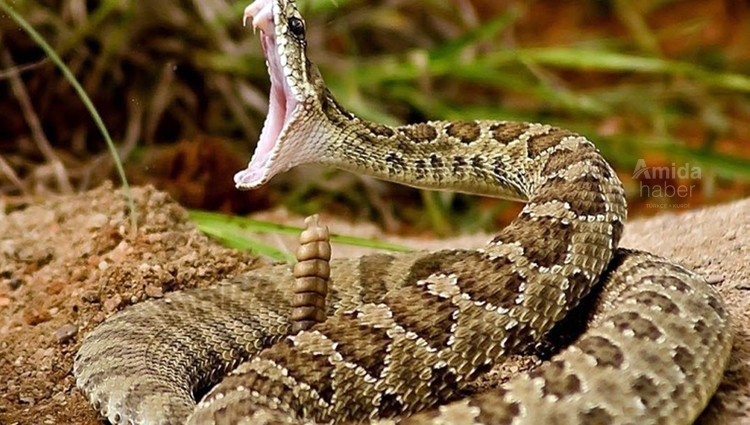 Pancara giderken çıngıraklı yılana yakalandı