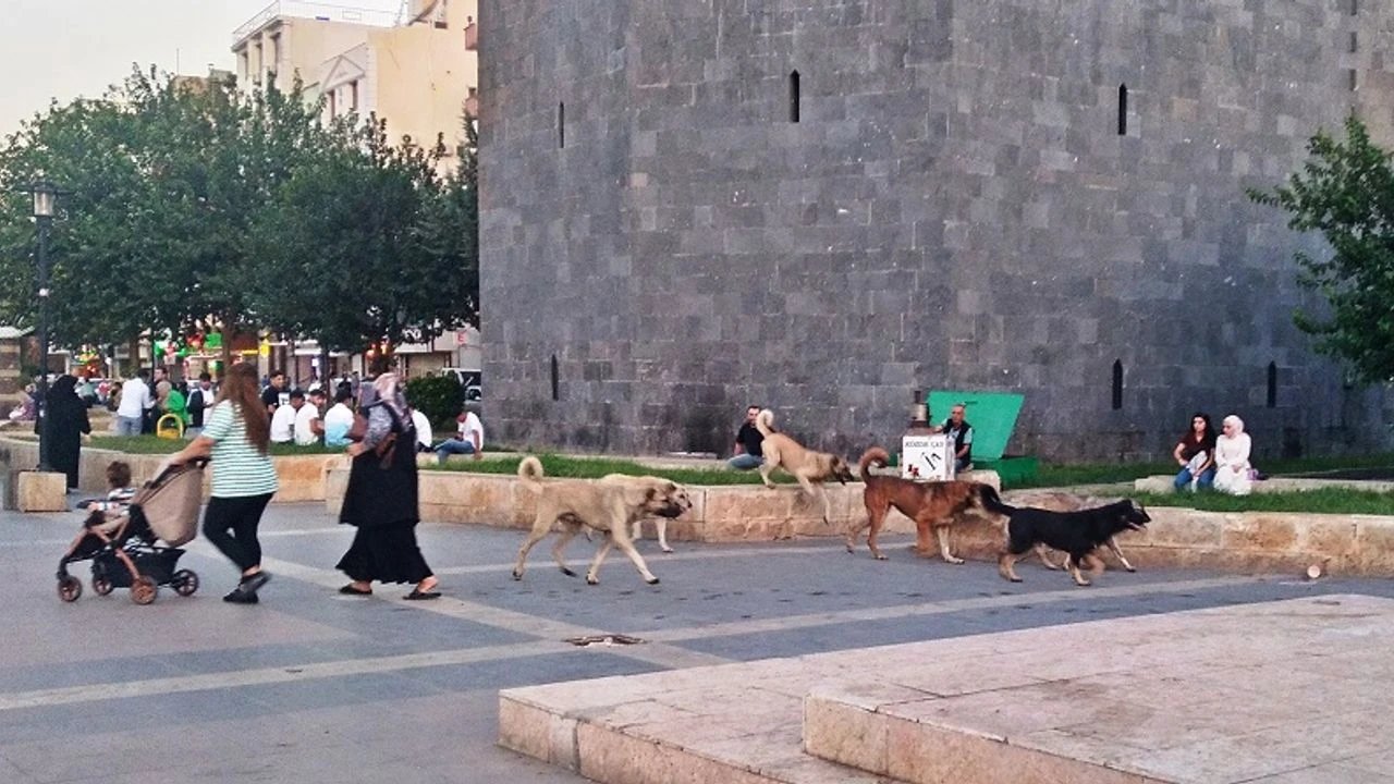 Diyarbakır Büyükşehir sokak hayvanları için çalışmalara başlıyor