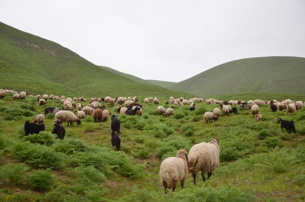 Binlerce koyun ve kuzu yıllar sonra Faraşin Yaylası'nda