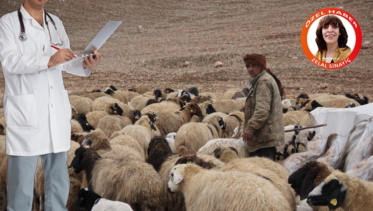 Diyarbakır’da çobanlar doktorlarla yarışıyor: Maaş 80 bin lira!
