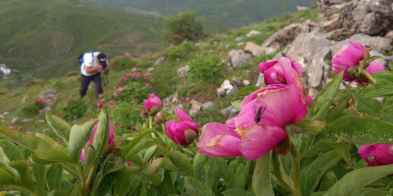 Şakayıklar çiçek açtı: Ömürleri sadece 20 günlük