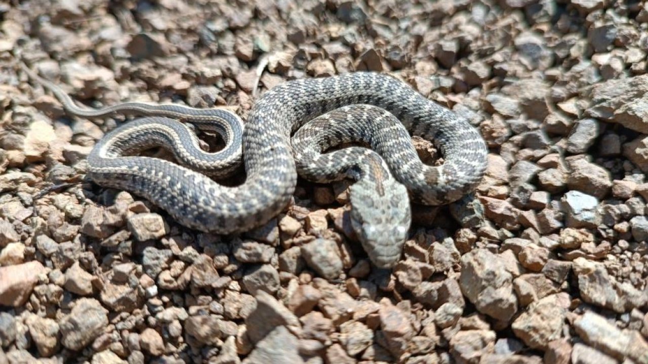 VİDEO HABER | Zehirli kocabaş engerek yılanı ilk kez görüntülendi