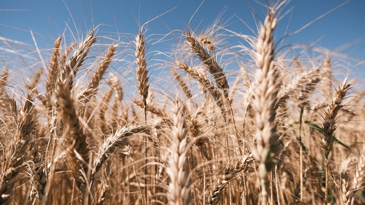 1 milyon dekarlık alanda buğday hasadı başladı