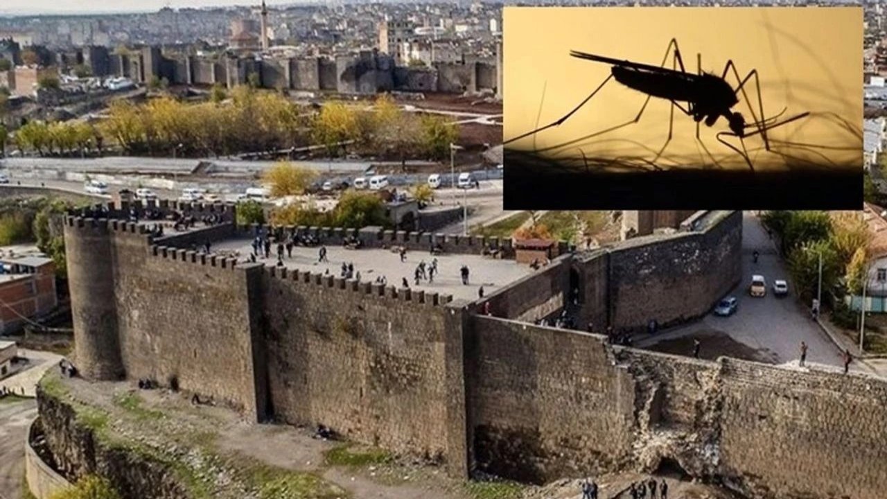 Diyarbakır’da haşere istilası: Büyükşehirden açıklama