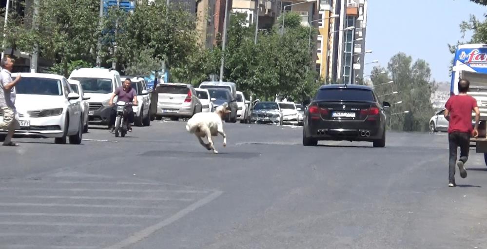 Sahibinin elinden kaçtı, trafiği alt üst etti