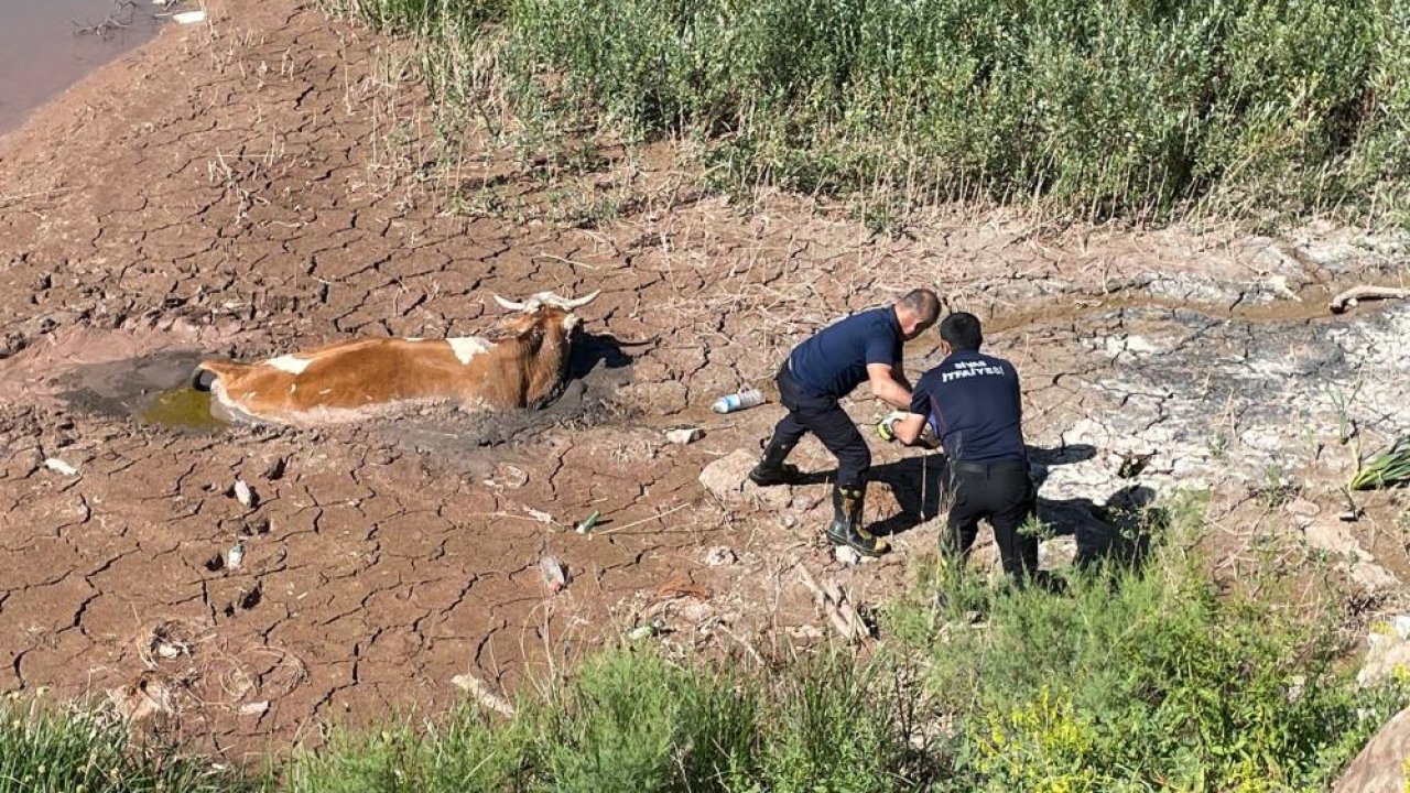 Bataklıkta mahsur kalan ineğin feryadına itfaiye yetişti