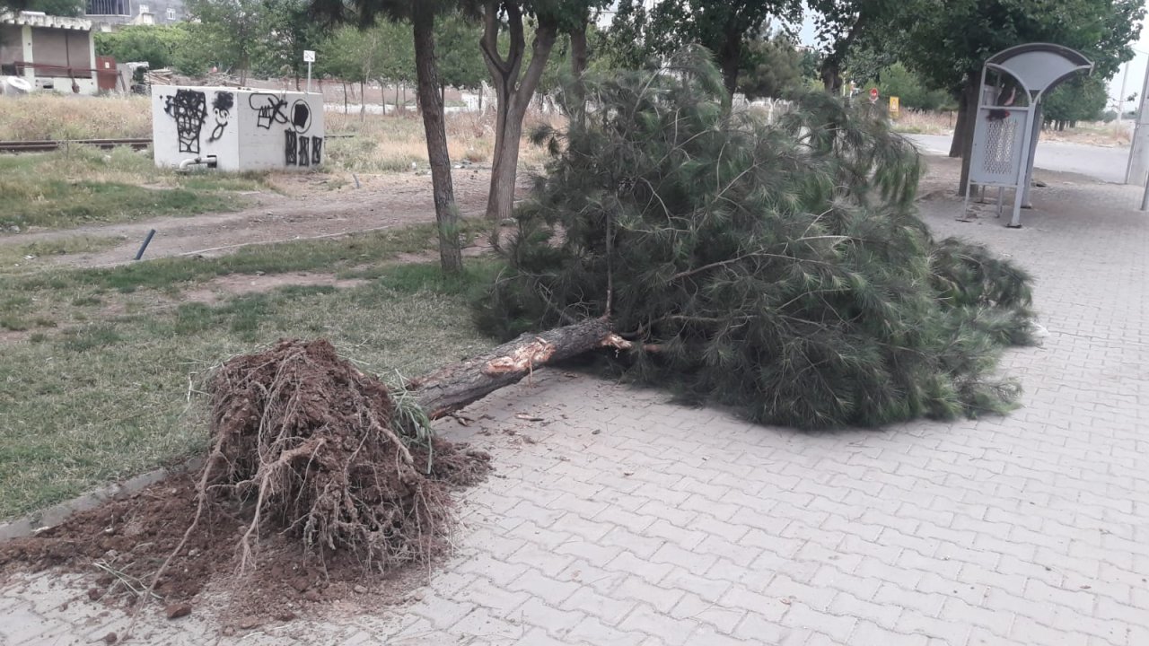 Diyarbakır’da etkili olan fırtına ağaçları kökünden söktü