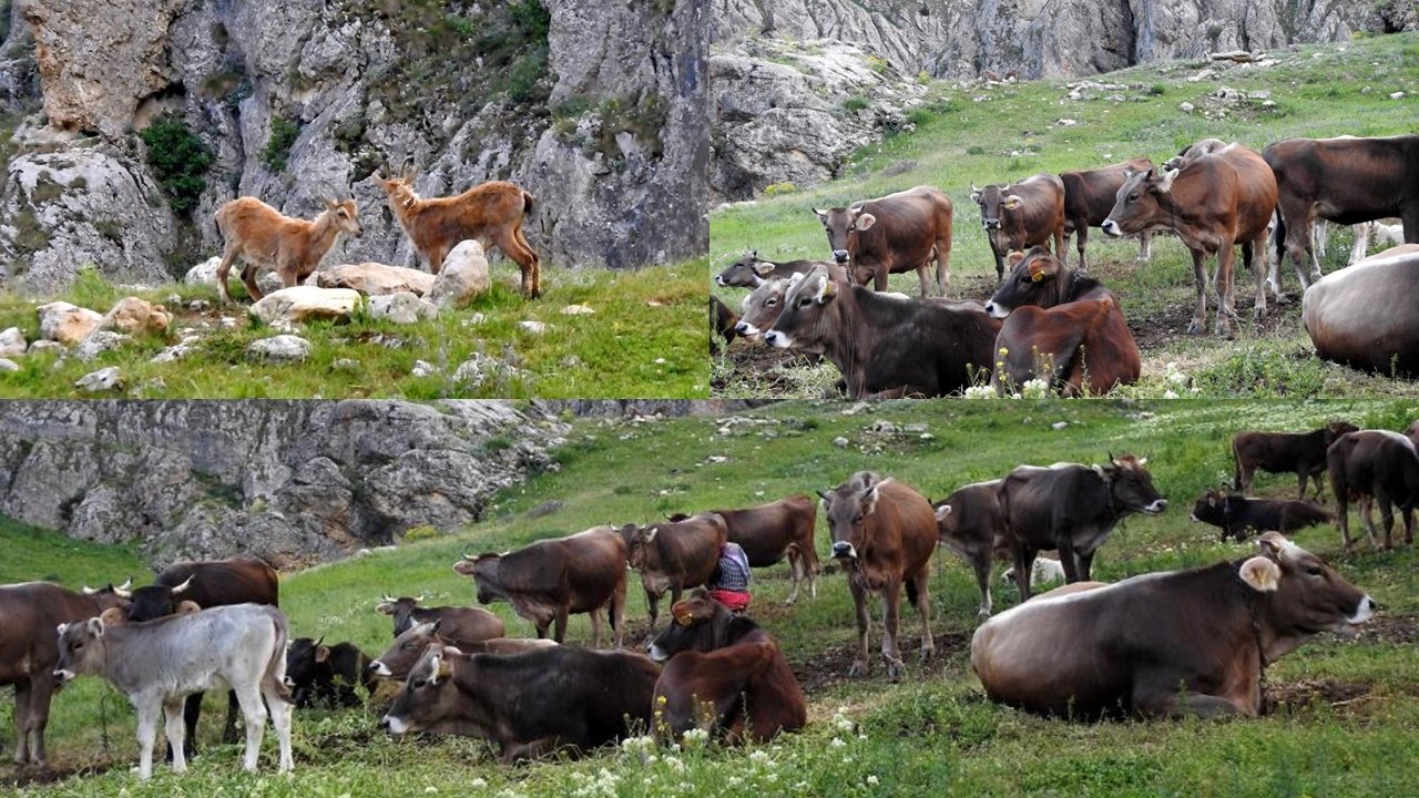 Dağ Keçileriyle inek sürüsü bir arada görüntülendi