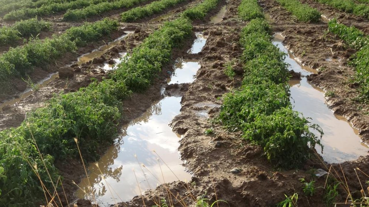 Bingöl’de şiddetli yağışlar çiftçileri bir yıllık emeğinden etti