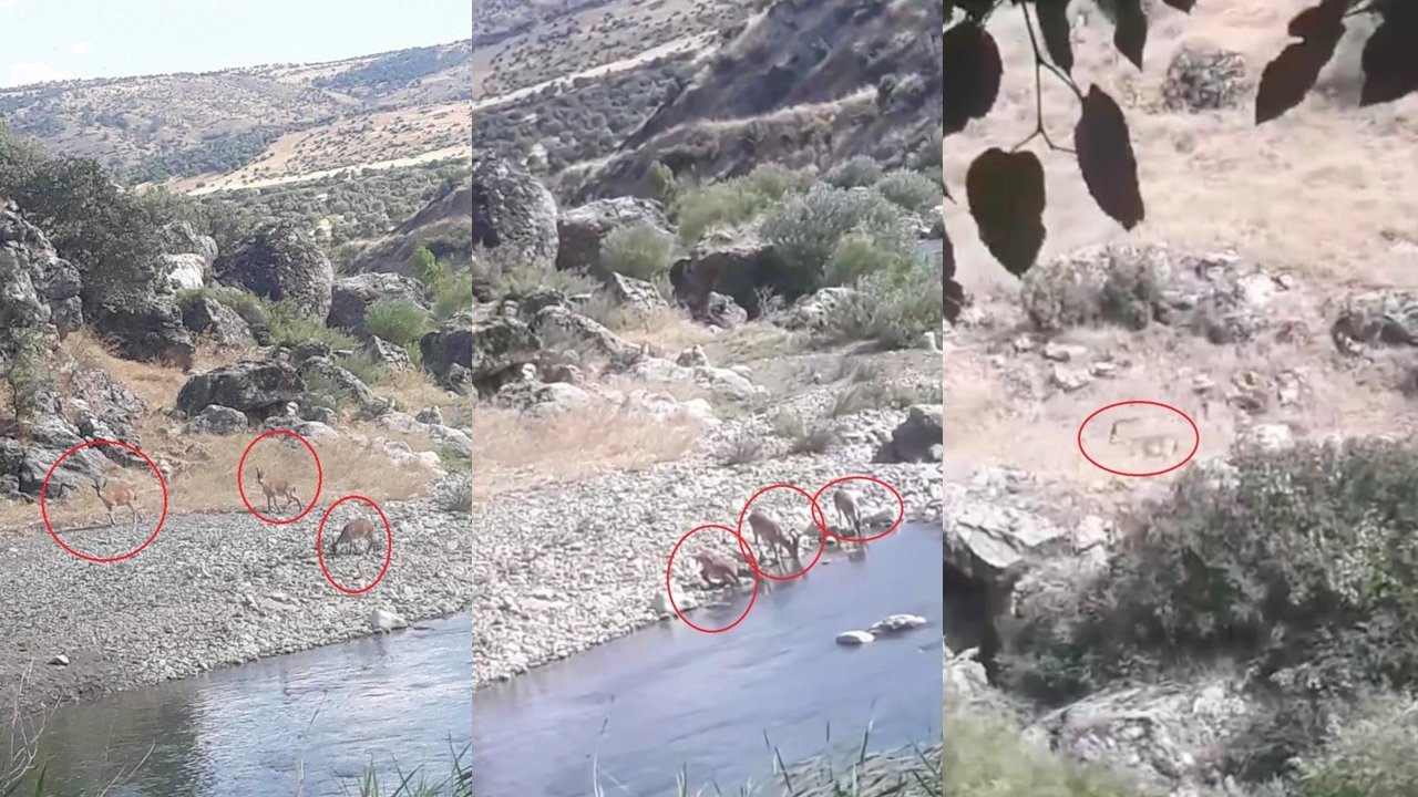 Diyarbakır'da dağ keçileri dereden su içmeye geldi