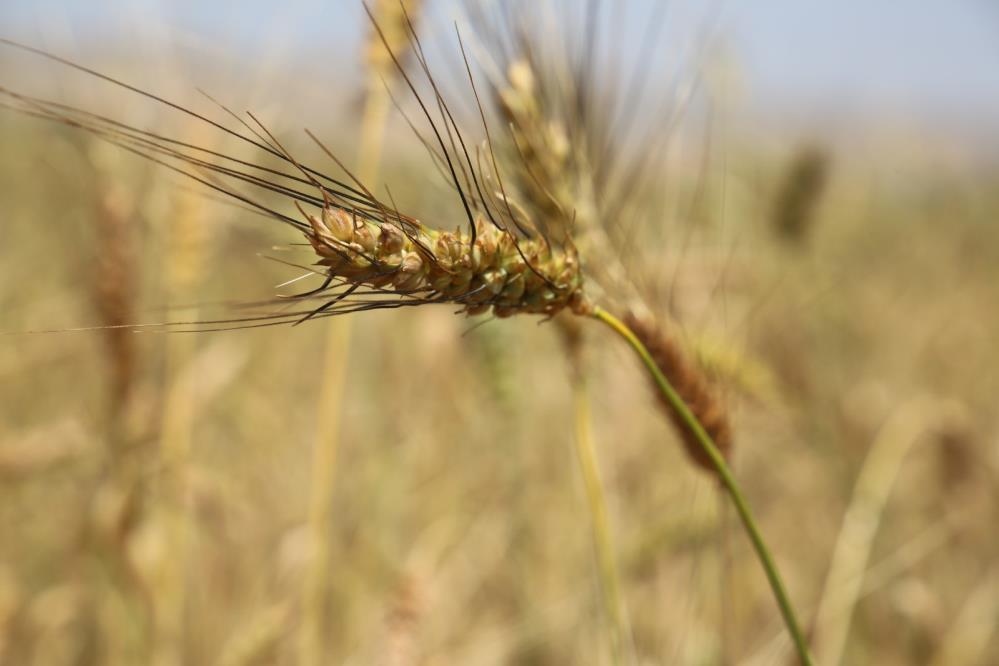 Muş’ta ilk defa ekimi yapılan buğday tohumuna umutlar bağlandı