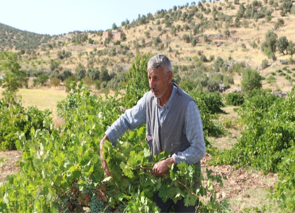 Çiftçiler bu yıl üzümden iyi verim bekliyor