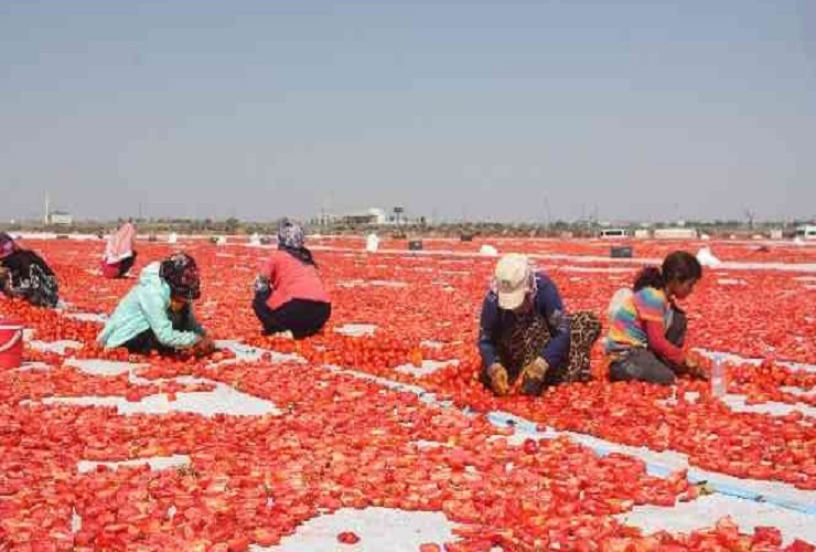 Diyarbakır sıcağında domates kesmek: Asit yakıyor