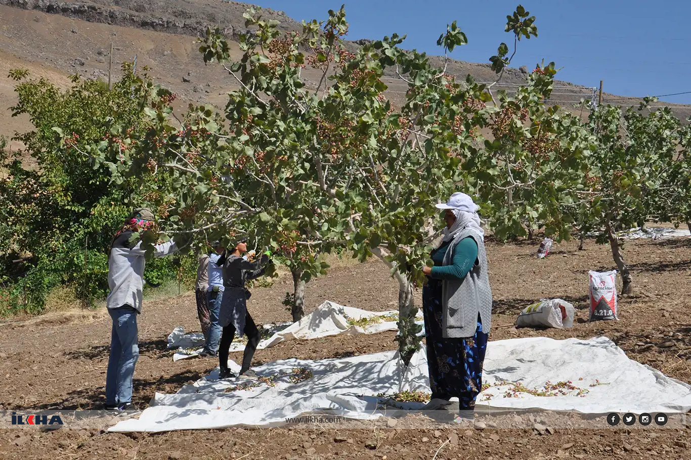 Fıstık hasadına başlandı: Rekoltede düşüş var!