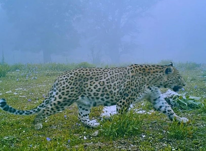 En son 2019’da görüntülenmişti: Fotokapana yakalandı