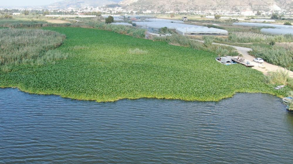 Asi Nehri'ni adeta esir aldı