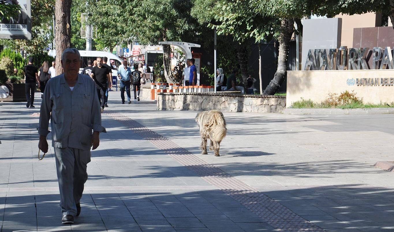 Başıboş köpeklerin toplatılmasını isteyen halk yetkililere seslendi!