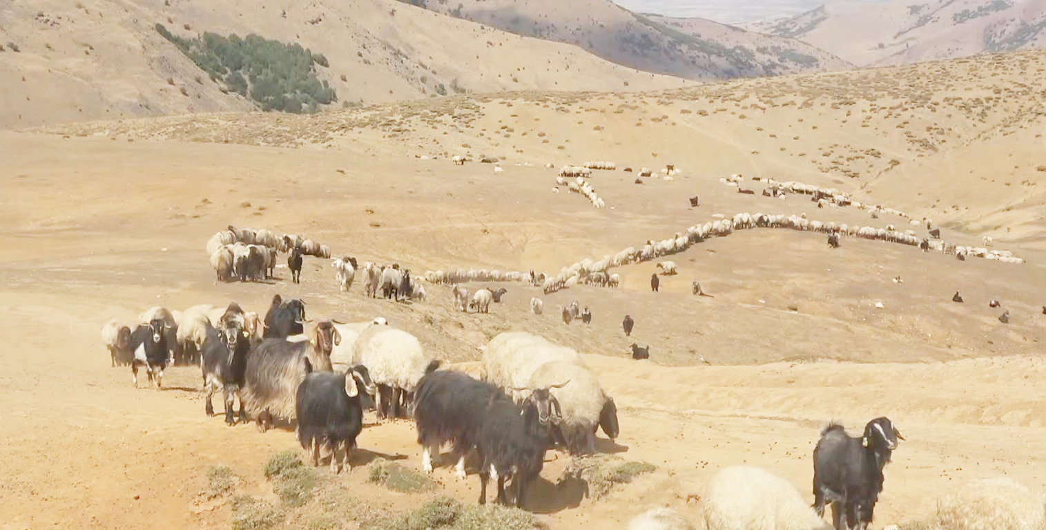 Yaylacılardan Diyarbakır’a mevsimsel göç!