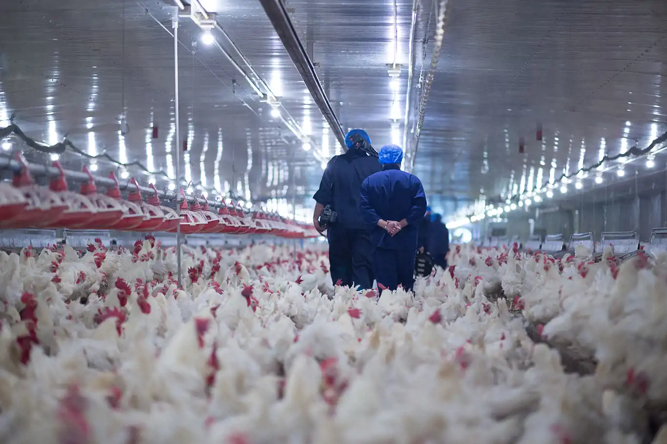 Kuş gribi tedbiri: Tavuk ithalatı durduruldu