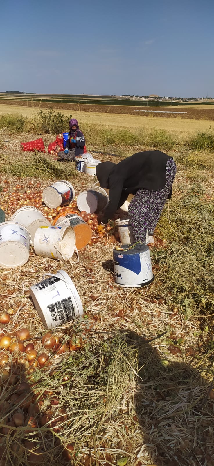 Soğan hasadında sona gelindi!