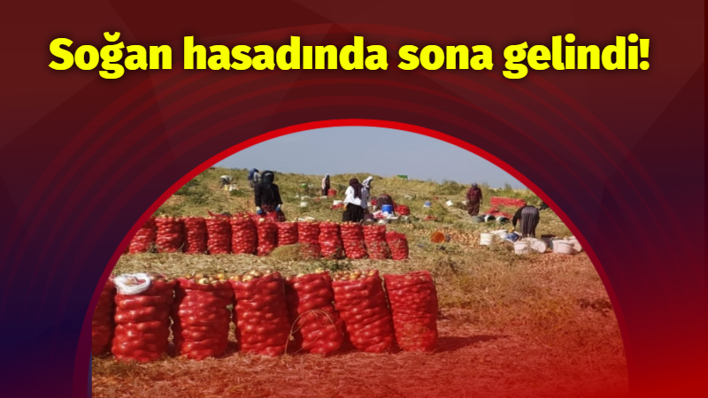 Soğan hasadında sona gelindi!